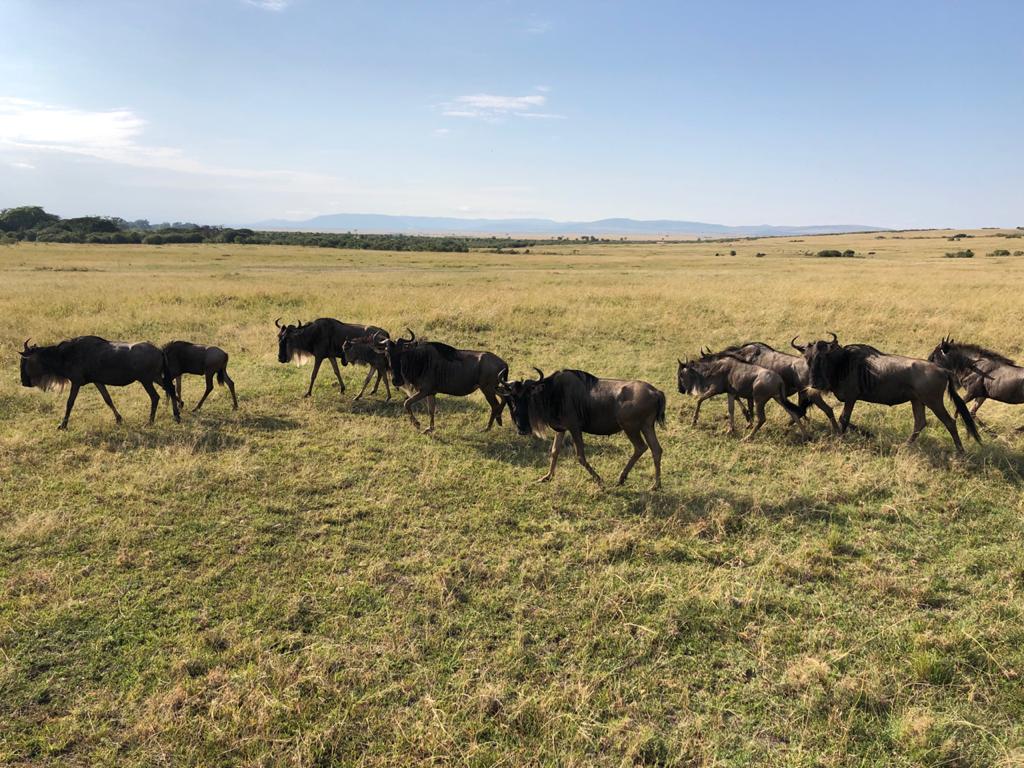 5 Days Flying safari Masai Mara National Reserve
