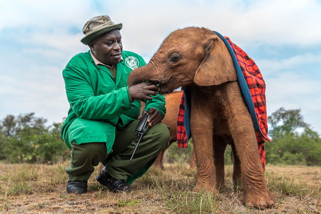 David Sheldrick Elephant Orphanage_