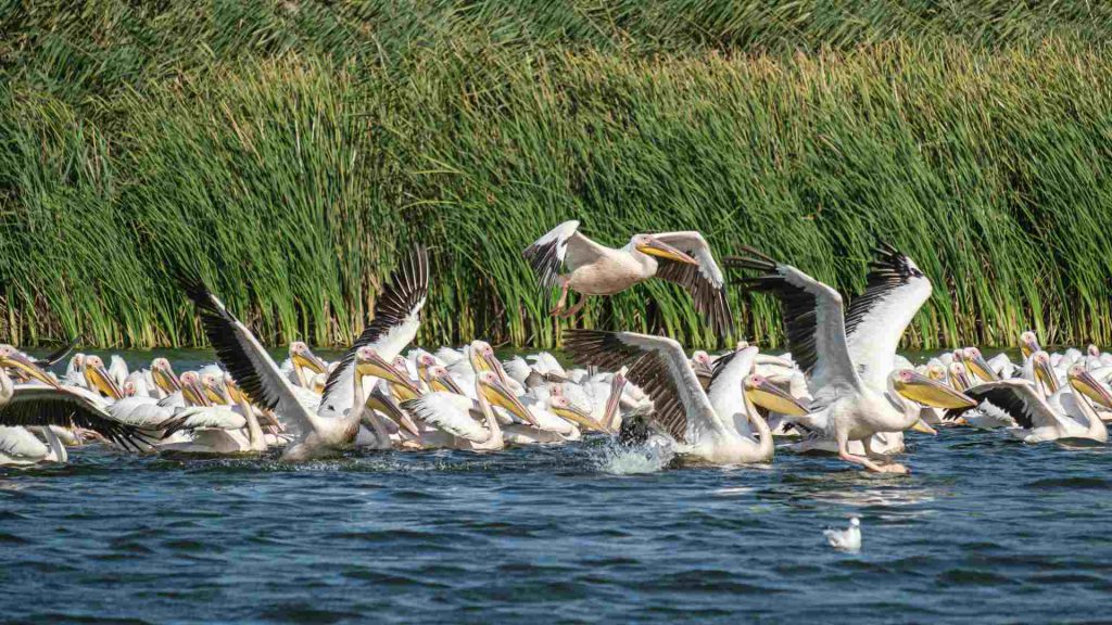 4 Days Short Private Safari Lake Manyara, Ngorongoro & Serengeti NP