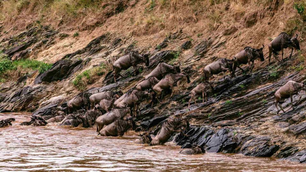 The Great Migration_serengeti nationa park