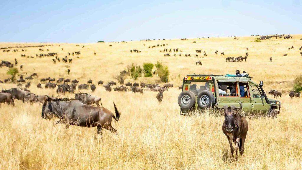 game drive through nairobi national park