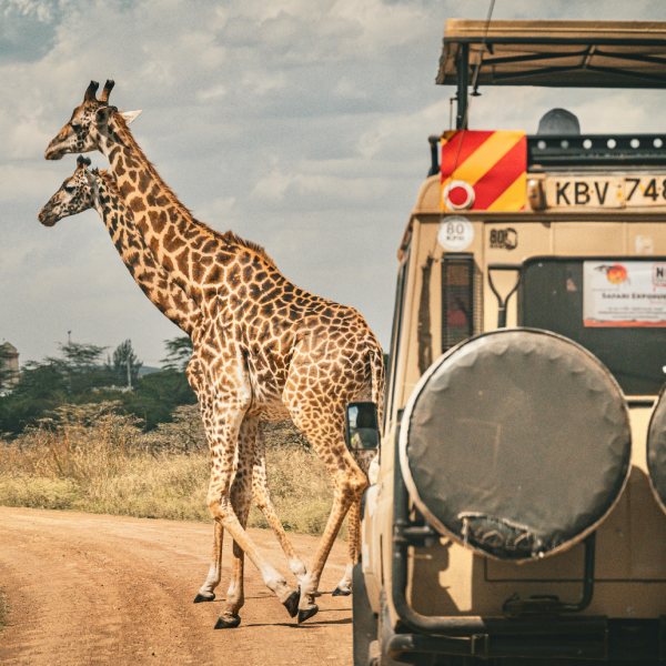 Custom Safari Packages