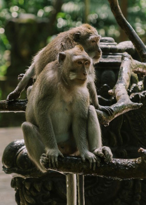 primates and wildlife safari (1)